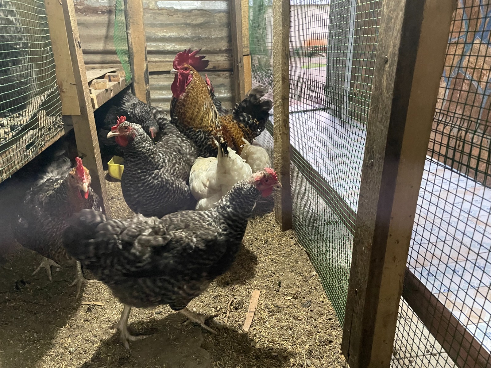 Bujumbura: Families Rising Through Entrepreneurship